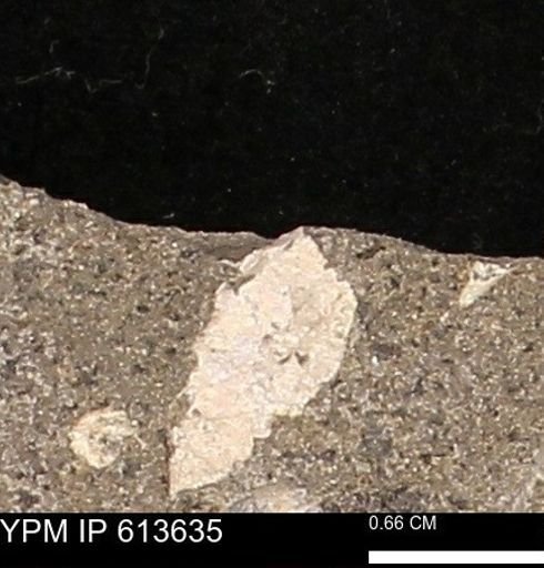 Scaphites sp.