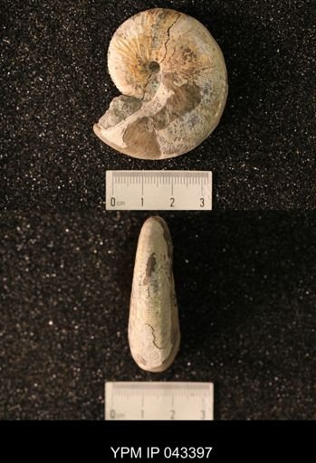 Hoploscaphites nicolletii