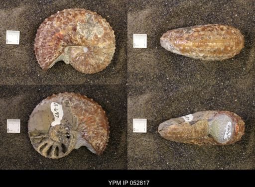 Discoscaphites gulosus