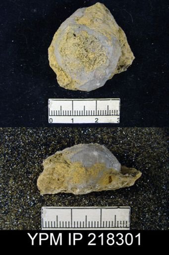 Linoproductus sp.