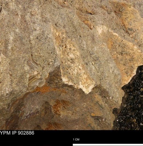 undet. Mollusca