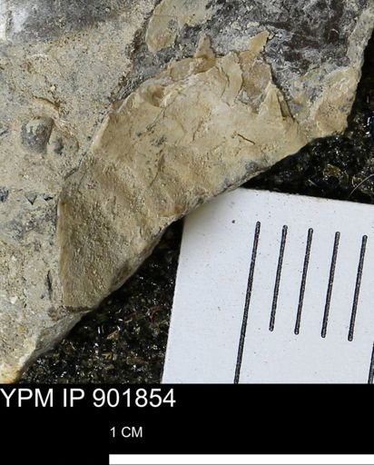 Inoceramus sp.