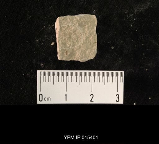 undet. Hexapoda