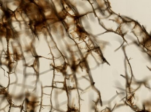 Isodictya deichmannae