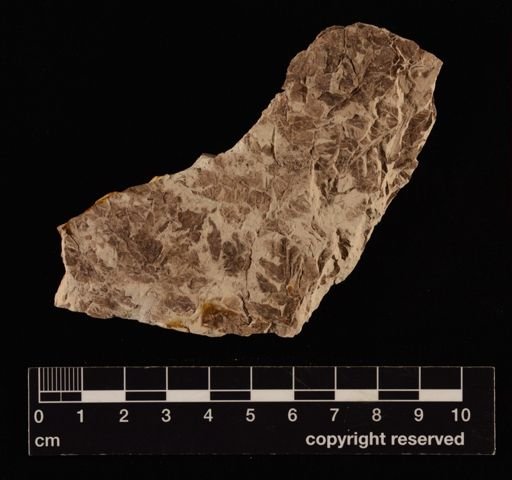 Cladophlebis sp.