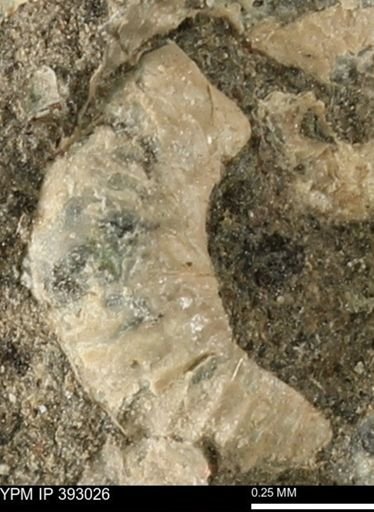 Scaphites sp.