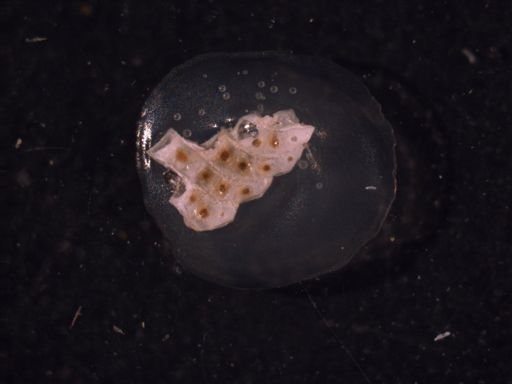 Einhornia crustulenta