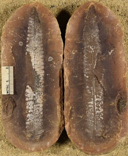 Pecopteris sp.