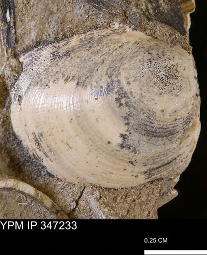 Limopsis striatopunctatus