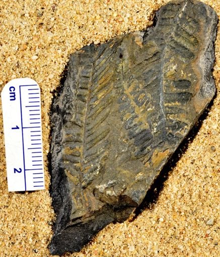 Pecopteris sp.