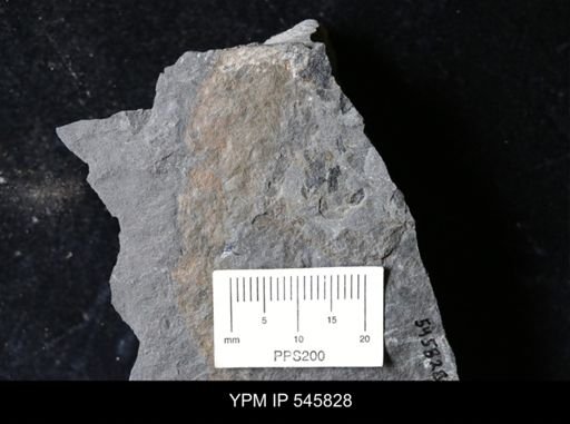 undet. Eurypterida