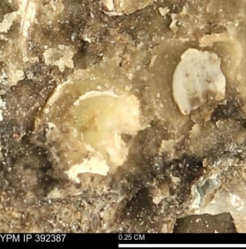 Protocardia subquadrata