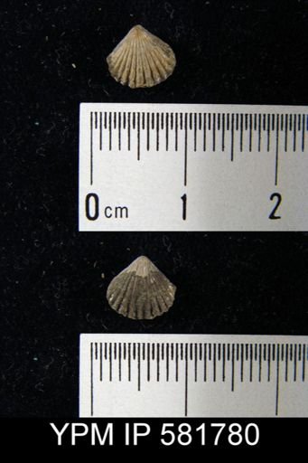 Camarotoechia sp.