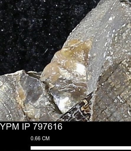 undet. Ammonoidea