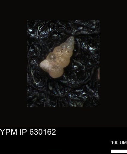 undet. Foraminiferida