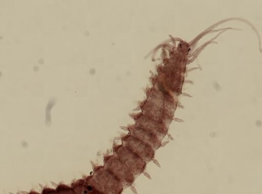 Myrianida