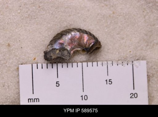 Hoploscaphites comprimus