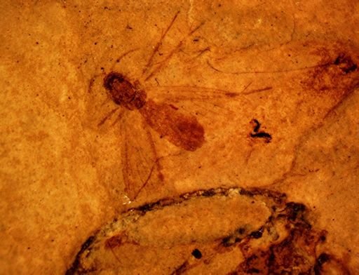 undet. Mycetophilidae