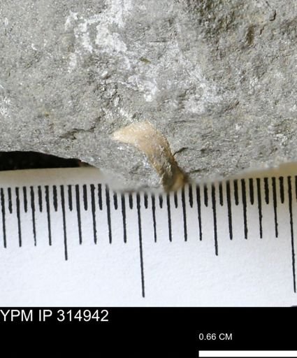 undet. Bivalvia