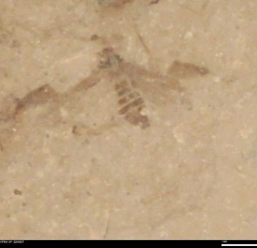undet. Insecta