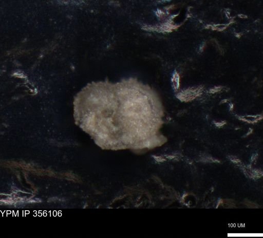 undet. Foraminiferida