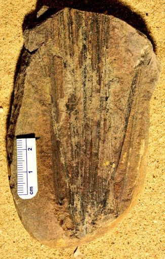 Lepidophylloides