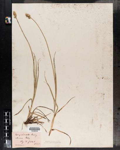 Carex