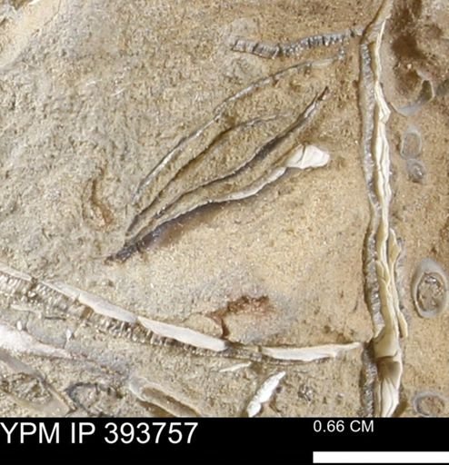 undet. Mollusca
