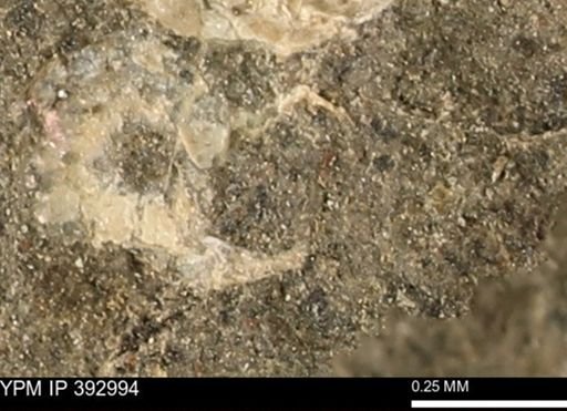 Scaphites sp.