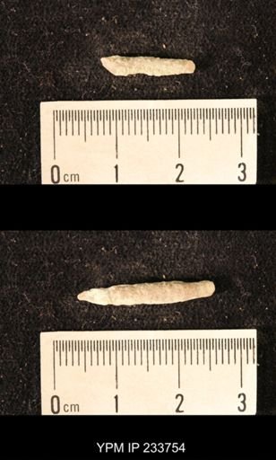 Archaeocidaris sp.