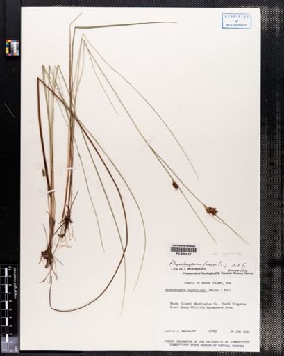 Rhynchospora fusca