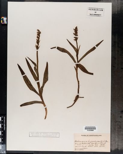 Habenaria
