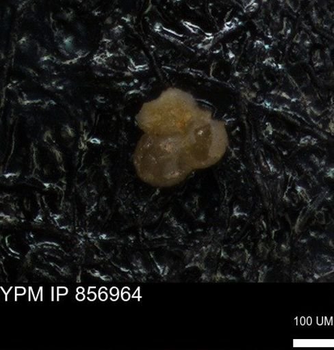 undet. Foraminiferida