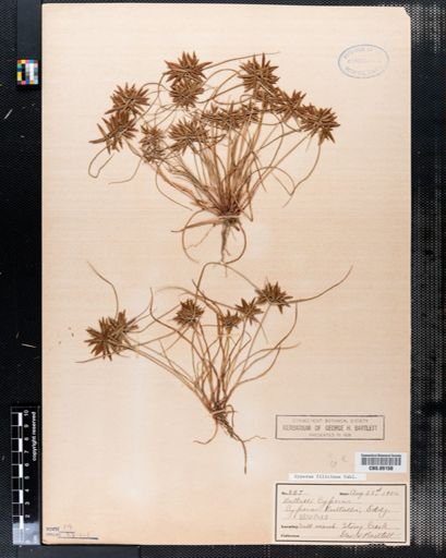 Cyperus filicinus