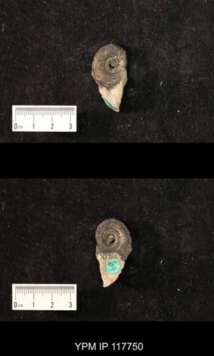 Ecculiomphalus perforatus