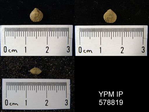 Rhynchonella ricinula