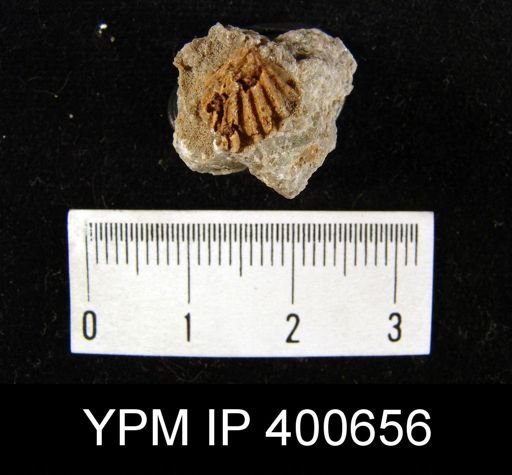 Hustedia sp.