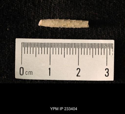 Archaeocidaris sp.