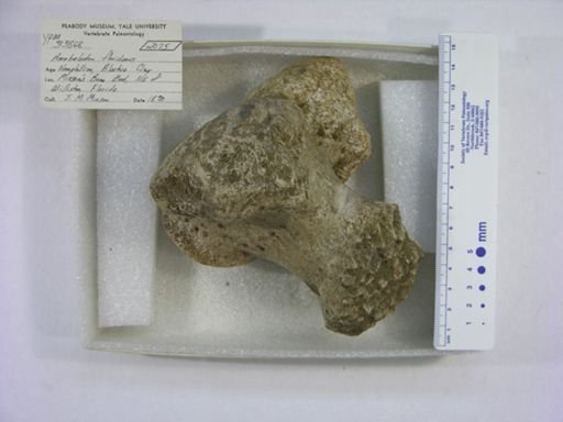 Amebelodon floridanus