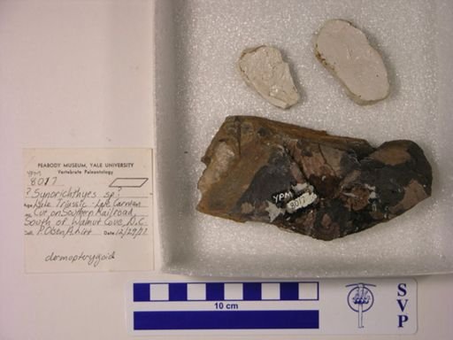 Cionichthys?