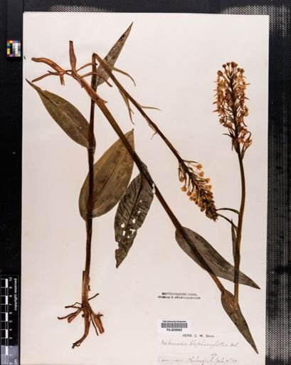 Habenaria
