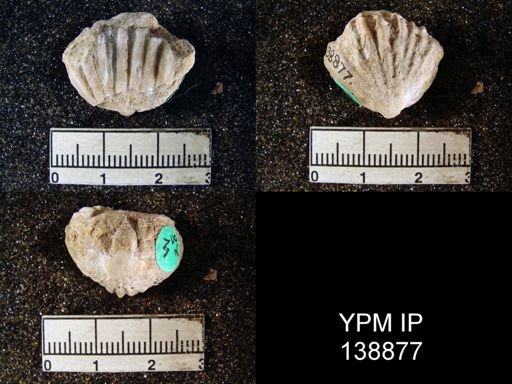 Camerophoria purdoni