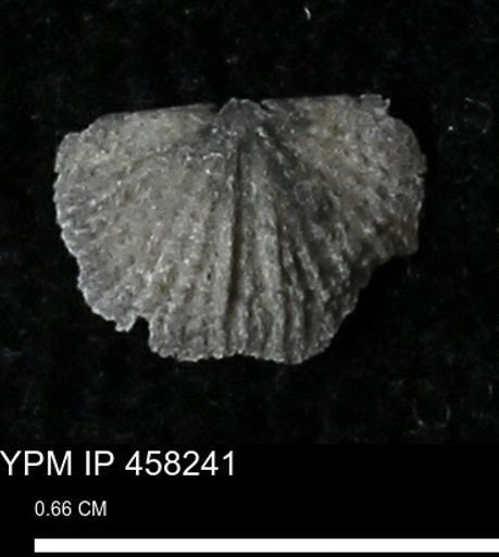 Chonetes mucronatus