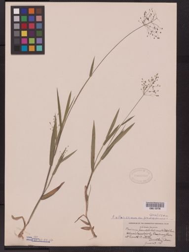 Panicum villosissimum