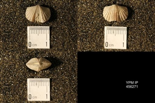 Platystrophia biforata