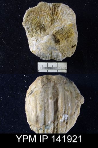 Productus (Dictyoclostus) spiralis