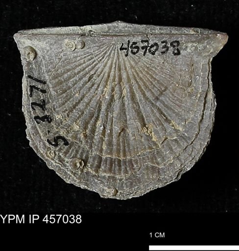 Stropheodonta sp.