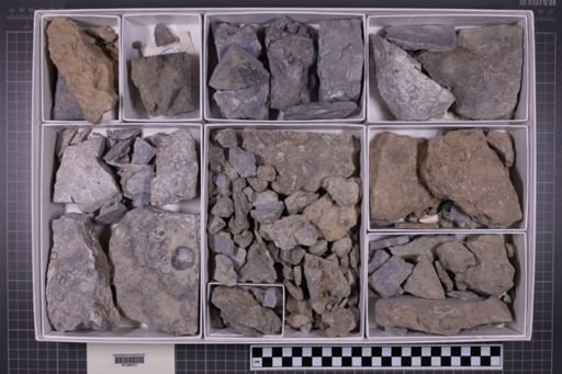 mixed taxa, stratigraphic collection