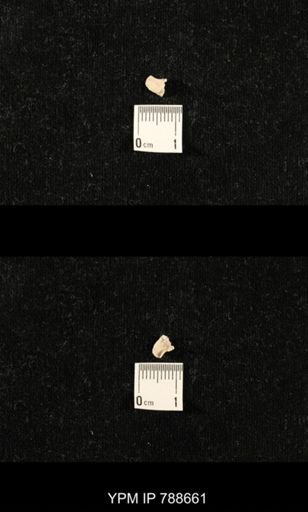 taxon undetermined