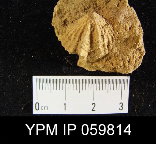 Cyrtina rostrata